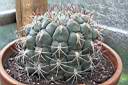 GYMNOCALYCIUM SAGLIONIS.jpg
